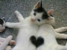 KittyRaah