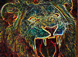 psilocybinjunkie