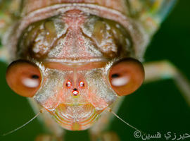 RevenantCicada