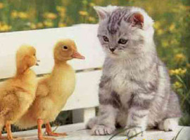 LittleKitty33