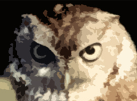 NinjaOwl