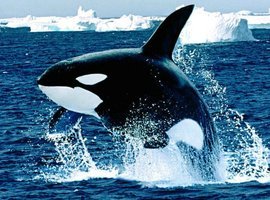 thecoolkillerwhale