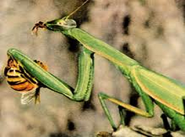 mantisownshornet