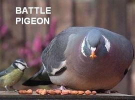 BleakPigeon