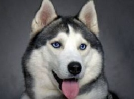 Numishka
