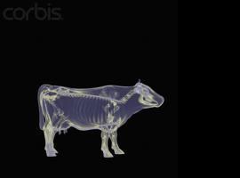 CryticCowLogic