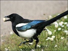 MagpieThief