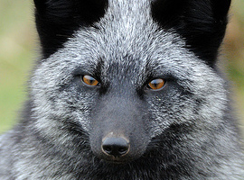 irathesilverfox