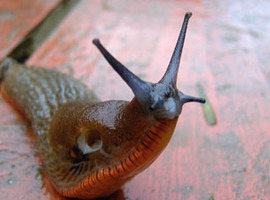 Slugtek