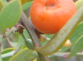 Osyris