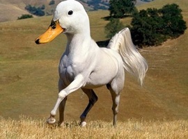 cronotwix