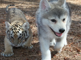 xSLYxHUSKYx