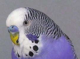 ZaneTheBudgieMaster
