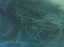 Trawl