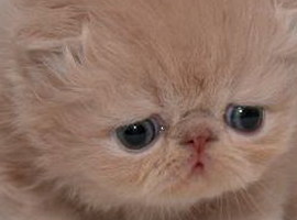 lolkatzm30w
