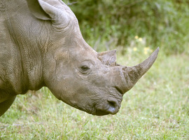 Ryanoceros