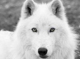 wolfangel999