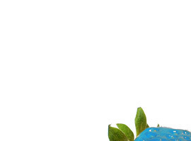 Chinchillaplum