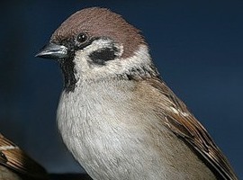 MayatheBird