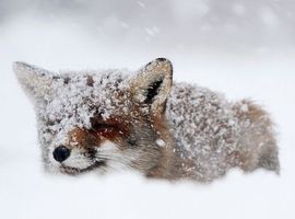 FrozenFox96