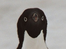 TheSnozberrie
