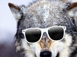 Hipsterwolf