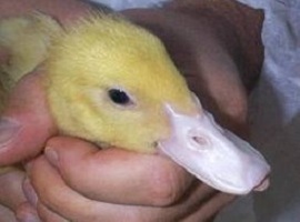 TheDuckbeak