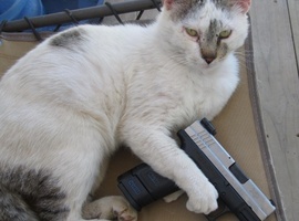 Catswithguns956
