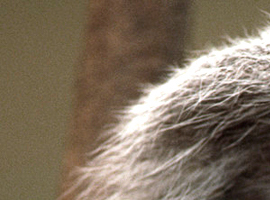 kieraktheracoon