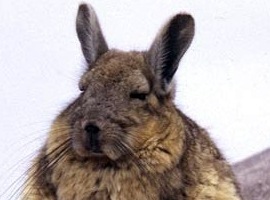 Chinchillabro