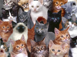 PeanutTheCatt