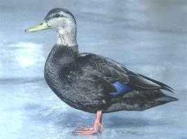Daffy-Duck321654987