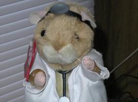 DoctorHamster