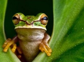 PhrantikFrogg