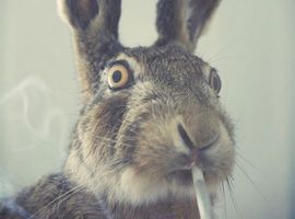 hugsbunnikins