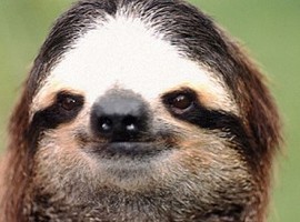 ThatSlothBoy