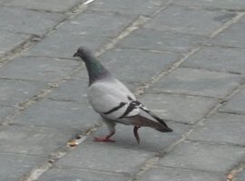 akamikazikat