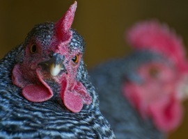DeathByChickens