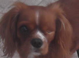 magicdog93