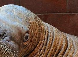 Walruser