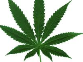 PotHeadParadise