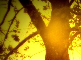 dandelyon