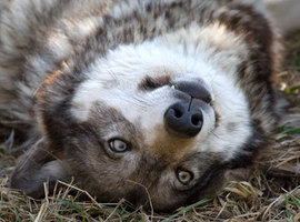 WolfiePasta