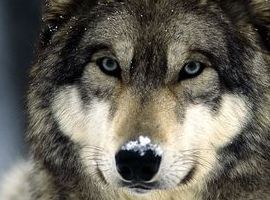 wolfteen