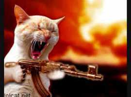 killerkitten123