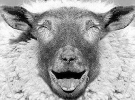 WielderOfSheep