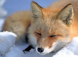 FoxShift