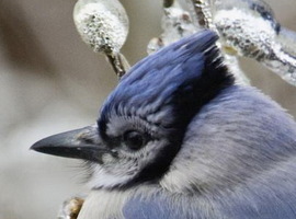 BluJayZ