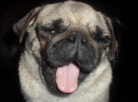 PugThug