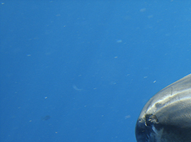sharkmanx2